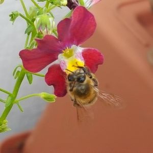 Meet your Posher, Brigitte